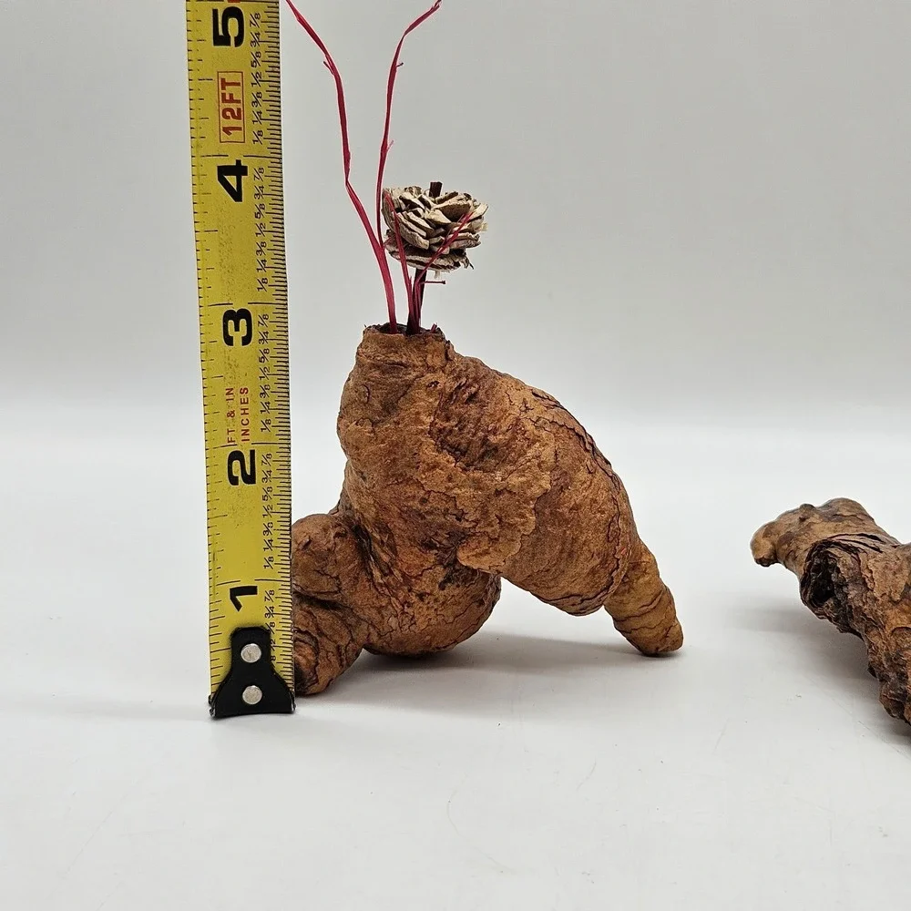 Southwestern Natural Arizona Saguaro Cactus Skeleton Knot Bud Vases Lot of 3